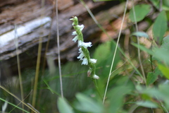 Spiranthes casei casei