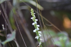Spiranthes casei casei