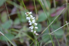 Spiranthes casei casei