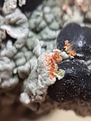 Mycoblastus sanguinarioides