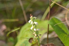 Spiranthes casei casei