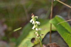 Spiranthes casei casei