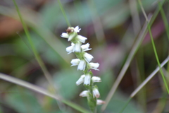 Spiranthes casei casei