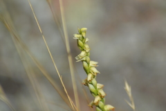 Spiranthes casei casei