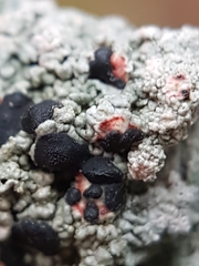 Mycoblastus sanguinarioides