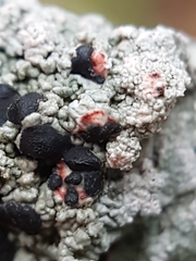 Mycoblastus sanguinarioides