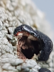 Mycoblastus sanguinarioides