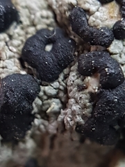 Mycoblastus sanguinarioides