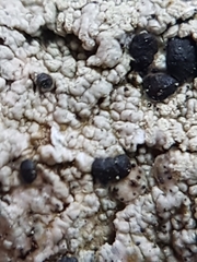 Mycoblastus sanguinarioides