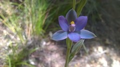 Thelymitra aemula