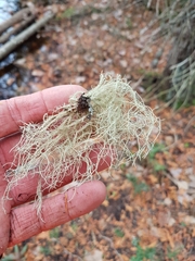 Usnea glabrata