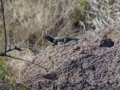 Sceloporus torquatus