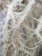 Usnea glabrata
