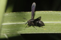 Myrmecopsis strigosa