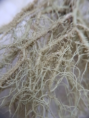 Usnea glabrata