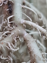 Usnea glabrata