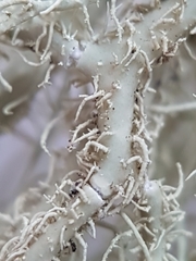 Usnea glabrata