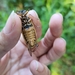 Riley's 13-Year Cicada - Photo (c) katrina hashagen, some rights reserved (CC BY-NC), uploaded by katrina hashagen