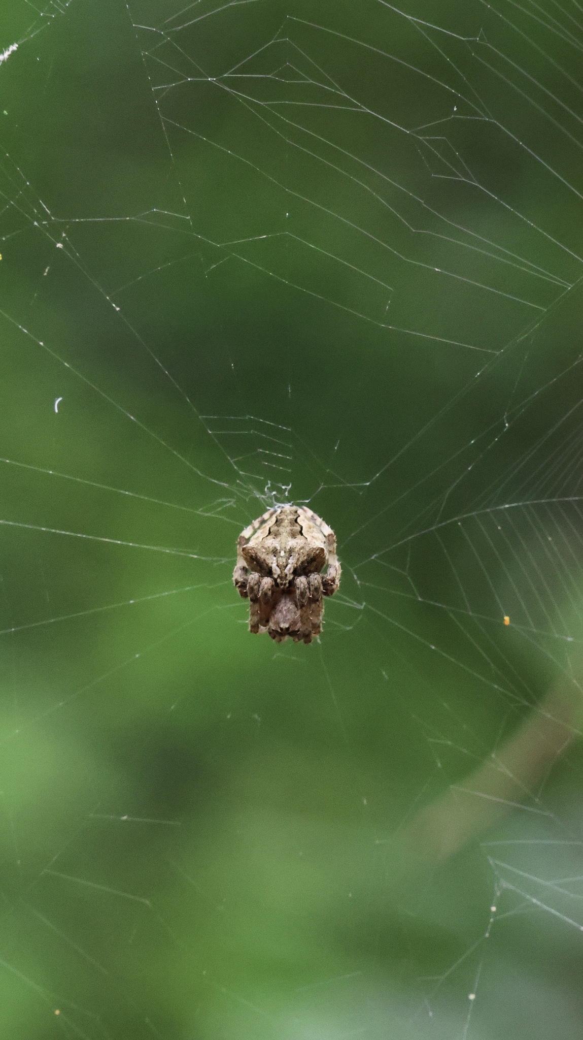 Araneus Ventricosus (L.Koch, 1878)