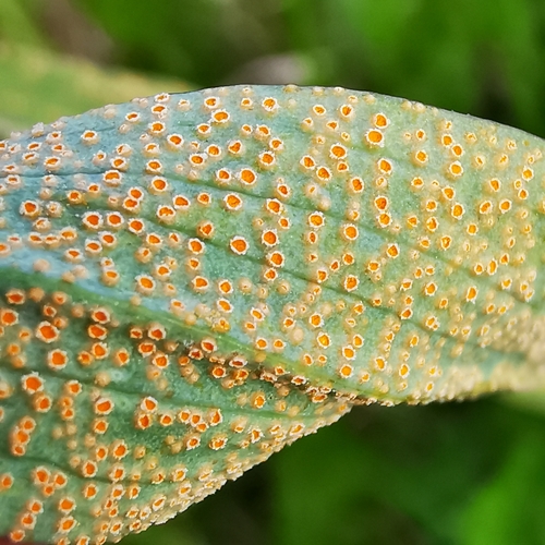 Puccinia hysterium