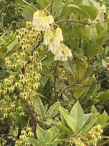 Elaeocarpus bojeri image