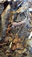 Pseudopolydesmus erasus