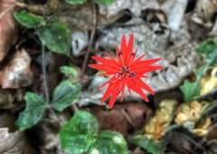 Silene rotundifolia