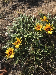 Gazania linearis