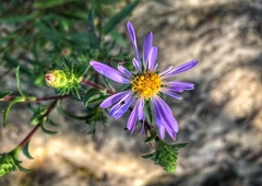 Eurybia surculosa