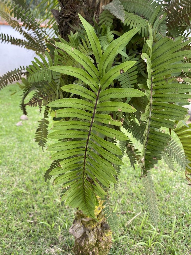 Serpocaulon catharinae