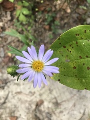 Eurybia surculosa