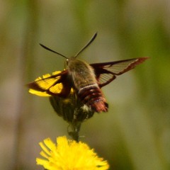 Hemaris gracilis