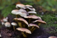 Fungi