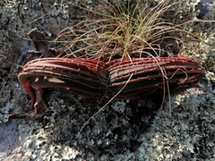 Aloe suprafoliata image