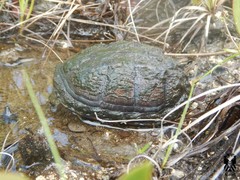 Kinosternon scorpioides