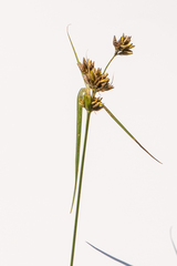 Rhynchospora indianolensis