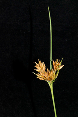 Rhynchospora indianolensis