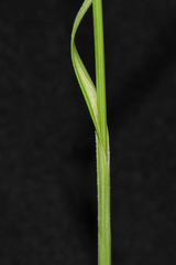 Rhynchospora indianolensis