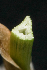 Rhynchospora indianolensis