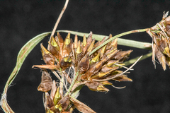 Rhynchospora indianolensis