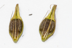 Rhynchospora indianolensis