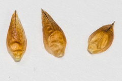 Rhynchospora indianolensis