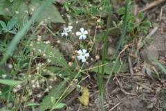Gypsophila elegans