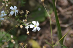 Gypsophila elegans