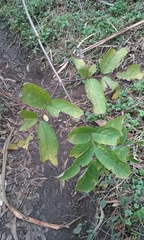 Sambucus racemosa racemosa