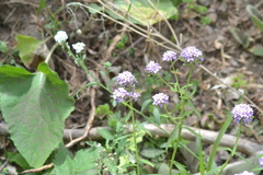 Iberis umbellata