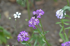 Iberis umbellata