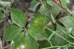 Iberis umbellata