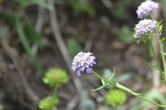 Iberis umbellata