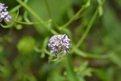 Iberis umbellata